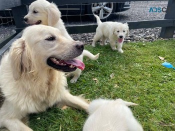 Gorgeous Golden Retrievers