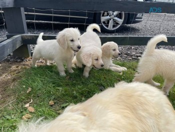 Gorgeous Golden Retrievers