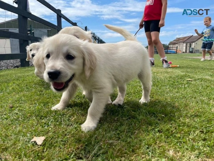 Gorgeous Golden Retrievers