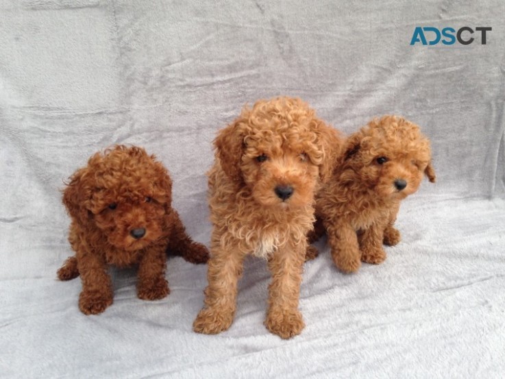  Beautiful Red Toy Poodle Puppies