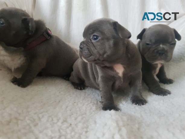 French Bulldog Puppies