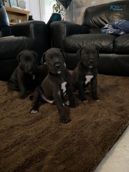 Stunning Great Dane Puppies 