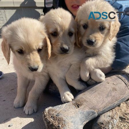 Quality Golden Retriever Puppies