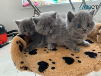 Scottish Fold kitten 