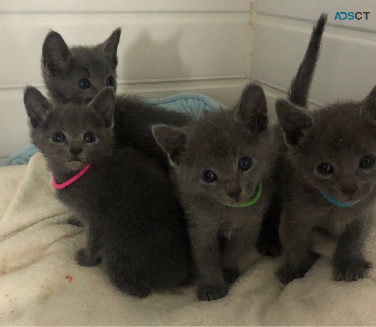 Russian Blue Kittens 