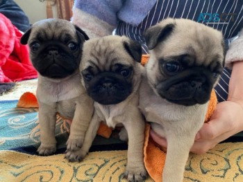 Pug  Puppies