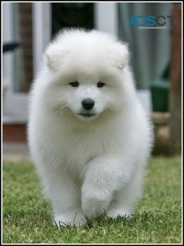 Samoyed puppies for sale