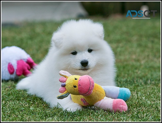 Samoyed puppies for sale