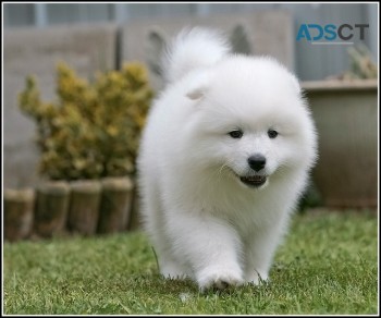 Samoyed puppies for sale