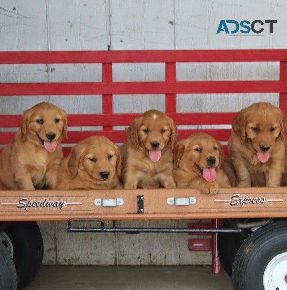 Golden Retriever Puppies For Sale