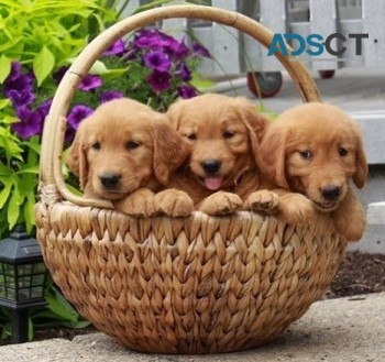 Golden Retriever Puppies For Sale