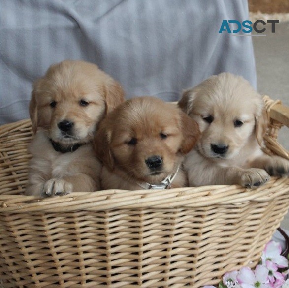 Golden Retriever Puppies For Sale