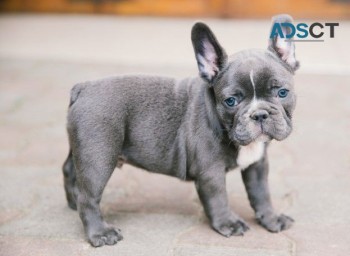  French Bulldog puppies for sale 