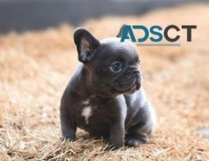  French Bulldog puppies for sale 