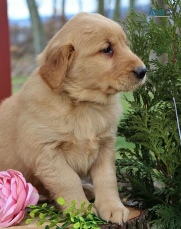 Golden Retriever Puppies For Sale