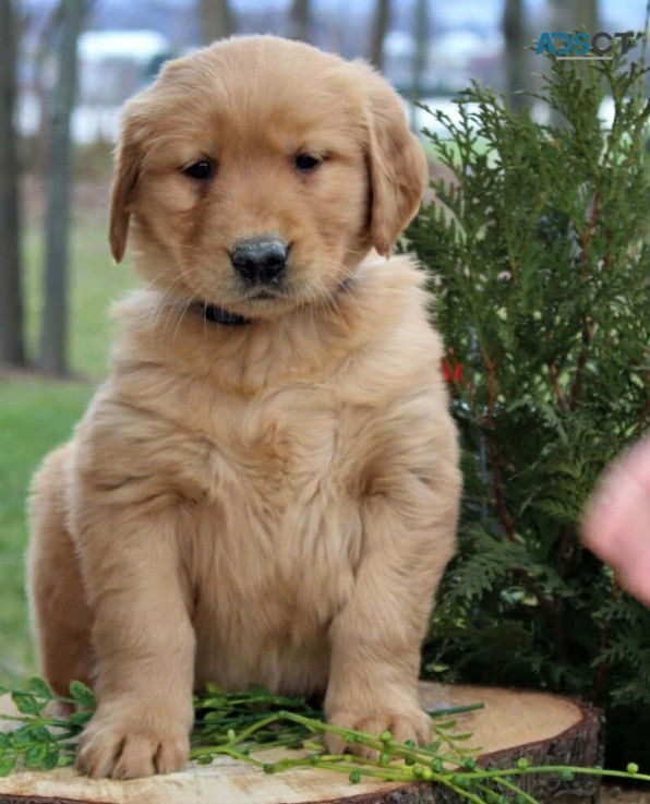 Golden Retriever Puppies For Sale