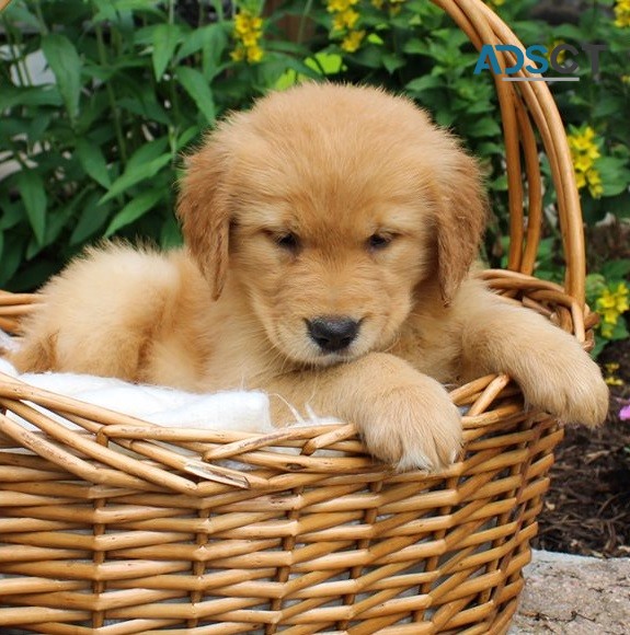 Golden Retriever Puppies For Sale