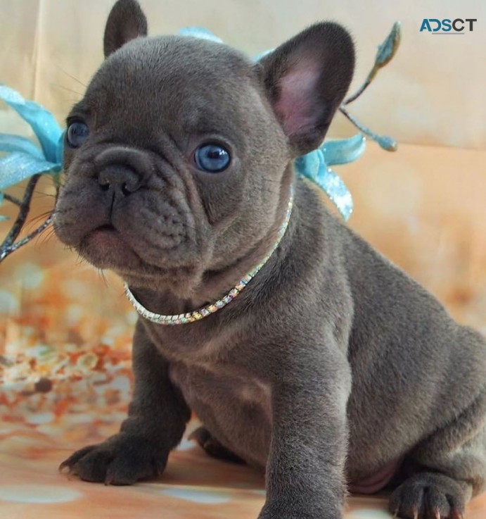  French Bulldog puppies for sale 