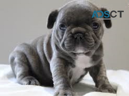  French Bulldog puppies for sale 