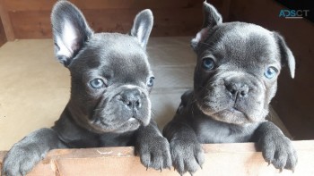  French Bulldog puppies for sale 