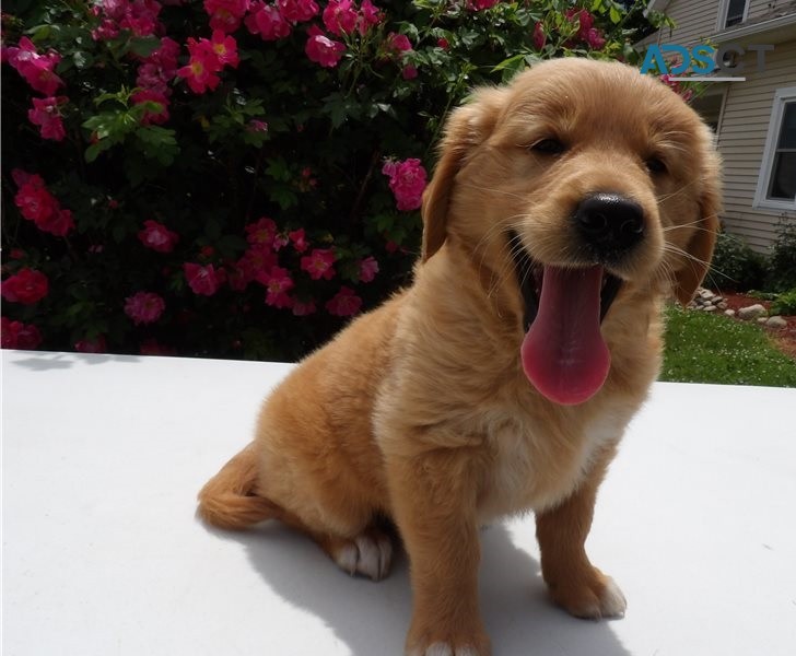 Golden Retriever Puppies For Sale