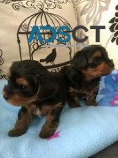 Gorgeous Home Raised Yorkie Puppies