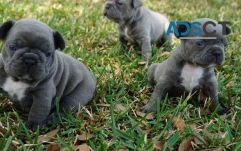  French Bulldog puppies for sale 