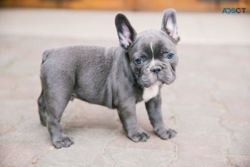  French Bulldog puppies for sale 