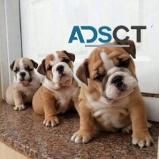 ✬✬English bulldog✬✬puppies For Sale