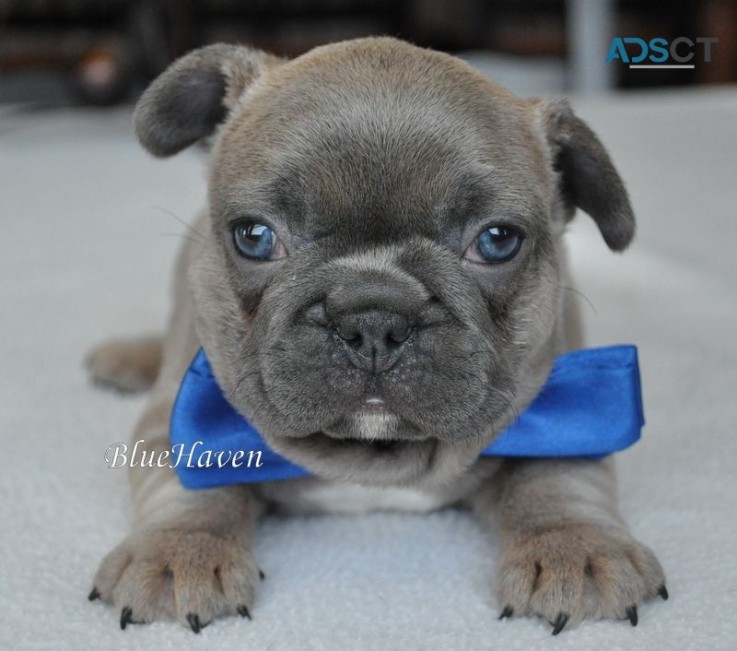  French Bulldog puppies for sale 