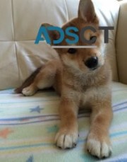 Male and Female Shiba Inu Puppies