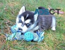 females & males Siberian husky Puppies