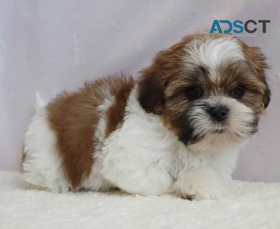 male & female Shih Tzu puppies For Sale