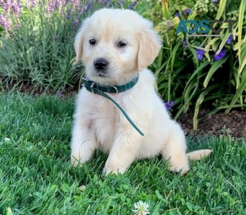 Golden Retriever Puppies for sale