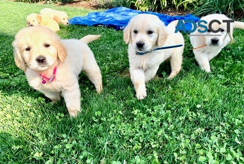 Golden Retriever Puppies for sale