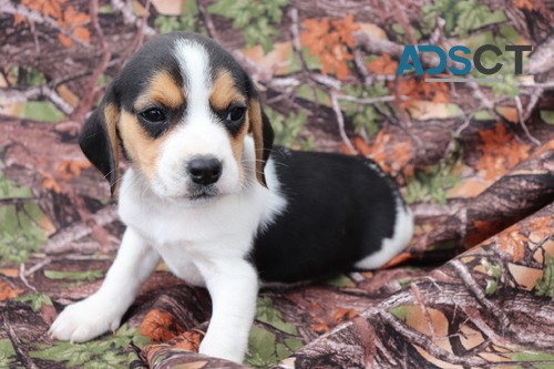 Beautiful Beagle Puppies For Sale