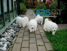 purebred Samoyed puppies For Sale