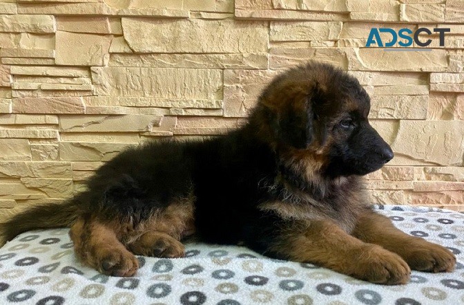 Quality German Shepherd puppies for sale