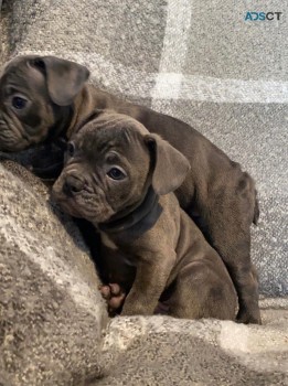 Charming Stafford Terrier puppies