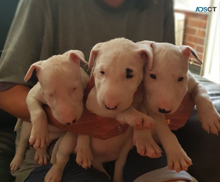  Precious English Bull Terrier Puppies 