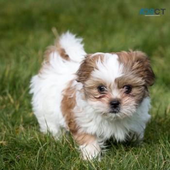 Shih Tzu puppies for sale 