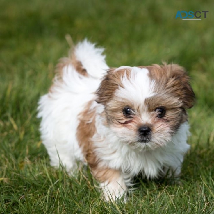 Shih Tzu puppies for sale 