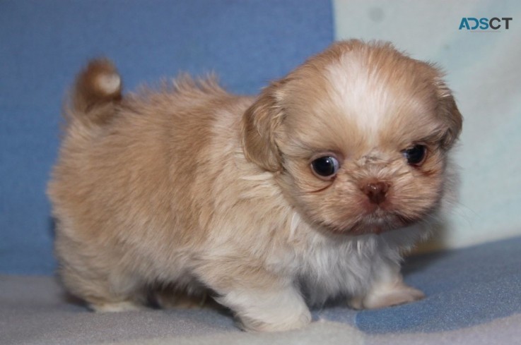 Shih Tzu puppies for sale 