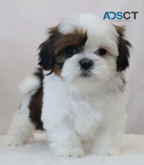  Shih Tzu puppies for sale 