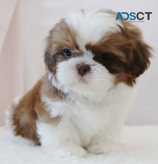  Shih Tzu puppies for sale 