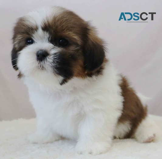  Shih Tzu puppies for sale 