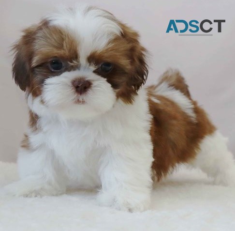  Shih Tzu puppies for sale 