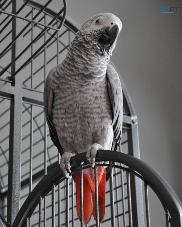 African Grey parrots for sale