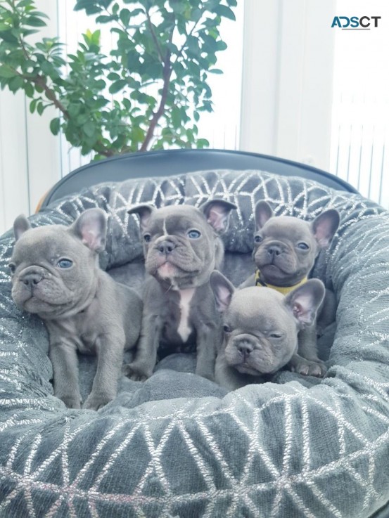 Blue French Bulldog Puppies 