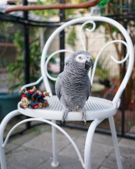 African grey for sale